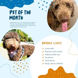 dogs images on a flyer