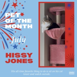image of a cat and indoor decor